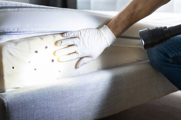 Best Best Pest Control Companies  in Dunkirk, NY