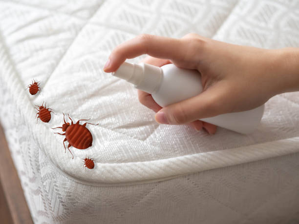 Best Ant Control Services  in Dunkirk, NY